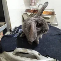 خروگوش خونگی لوپ