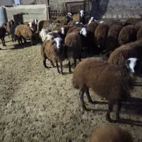 13 بره ماده