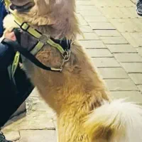 سگ چاوچاوچهارساله ماده