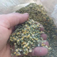 گل بابونه