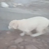 توله سگ محلی