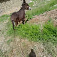 یک عدد علاغ به فروش میرسد