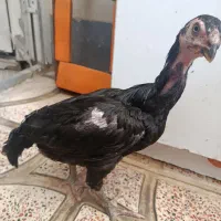 جوجه لاری جفت