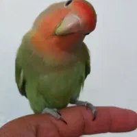 کوتوله نر فول فول دستی