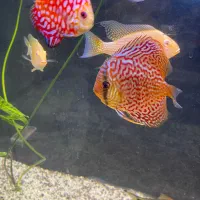 ماهی رد لاین دیسکس