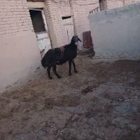 بره قوچ قره قزل لخت گوسفند سگ