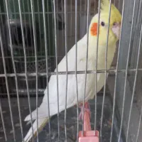 عروس هلندی ماده