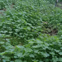 لیمو تازه هنوز روی درخت آبدار بدون شیمایی