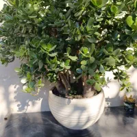 تعدادی گل به علت جابه جایی خانه