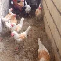 مرغ تخمگذار