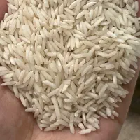 برنج شیرودی