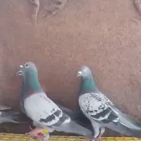 المانی راه کفتر