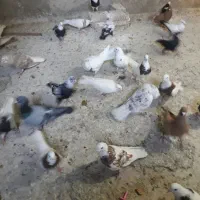 کفتر یا کبوتر