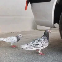 کبوتر جفت گاه سبز و سرور