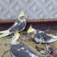 سلام ۲ عدد جوجه عروس هلندی به فروش میرسد