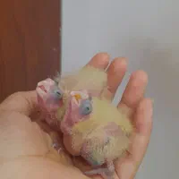 جوجه ی عروس هلندی سرلاک خورده
