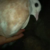 طوق هفت رنگ