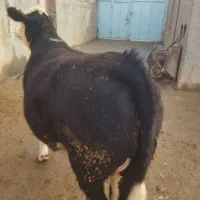 دو راس گوساله سیمین تال