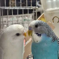 مرغ عشق سالم و سرحال و شیطون