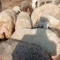 میش|حیوانات مزرعه|مرودشت, مسجد رسول‎|دیوار