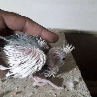 جوجه سرلاکی عروس هلندی