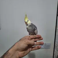 عروس هلندی نروماده