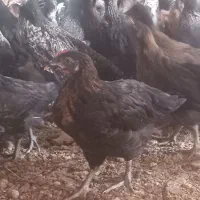 جوجه مرغ و خروس گلپایگان ۹۰درصد مشکی ۷۵روزه