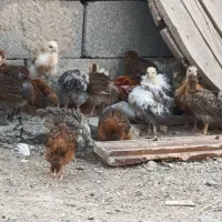 فروش 120تا جوجه بومی