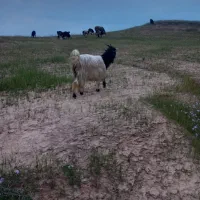 سلام ۴عدد بزه بیگ