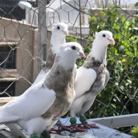 کبوتر طوقی شاه استیل