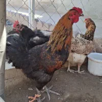 دو قطعه خروس گلین چهل تاج درشت هیکل
