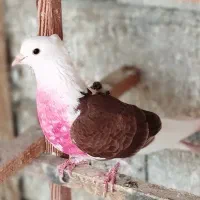 پرنده