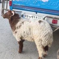 گوسفند نر