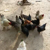 مرغ|حیوانات مزرعه|اراک, |دیوار