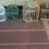 قفس