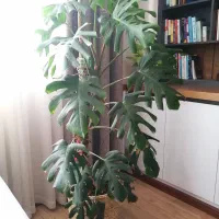 انجیری مانستر