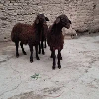 بره نر