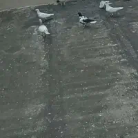کبوتر