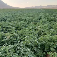 خواهان زمین کشاورزی اجاره ای