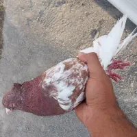 کفتر پرشی، سالم