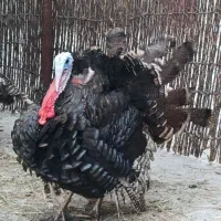 بوقلمون نر محلی