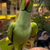 طوطی ملنگو رام چلوندنی  سخنگو نربسیار زیبا باقفس