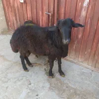 فروش گوسفند نر