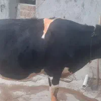 یک راس شنگول شکم اول