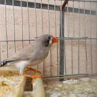 فنج ماده