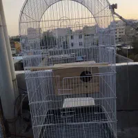قفس طوطی برزیلی عروس هلندی