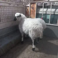 ۲عدد بره بومی کوچک خوراک خور