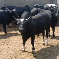 گوساله‌‌چاق‌نر‌گیلک‌۲۰۰کیلوتا۴۰۰
