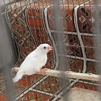 فنج|پرنده|قم, نیروگاه|دیوار