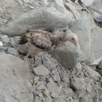 جوجه خروس